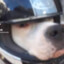 perro_motociclon