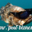 Buisines