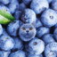 Cats if they were blueberries