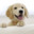 Doggy