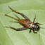 Nigerian Battle Cricket
