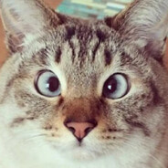 El gato de Marin