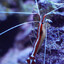 Shrimp #53125335231