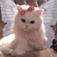 云朵芝士好好吃