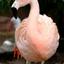 Pinky the Flamingo