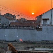 拿茉莉花的小熊