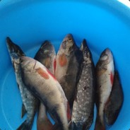 Helicobacter pylory++