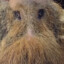 ディック