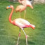 Flamingoe