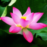 骑车撞死老叫兽