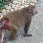 满山猴子我腚最红纪某