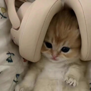 重生成为校草，拒绝校