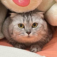 招财进宝小精灵