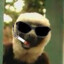 Zoboomafoo