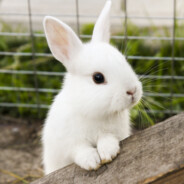 BUNNYKASMA.EXE