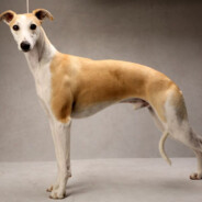 WHIPPET - steam id 76561199124238347