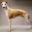 WHIPPET