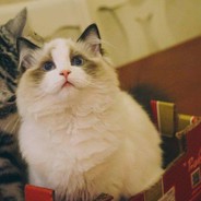 我真打不了残局