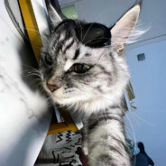 芝士汁汁厚牛堡