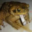 SNOOP FROG