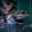 Leptodactylus fallax