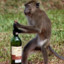 DrunkO_OMonkey