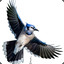 Bluejay