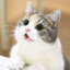 Meow