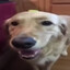 butter dog