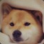 他笑的好像一条Dog