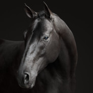 Atheist Horse