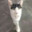 Котик
