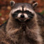 Raccoon_19