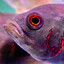 luckyfish3000