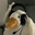 Kevster