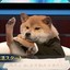shibe.mp4