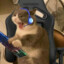 gatinho gamer