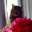 CatsRule117