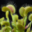 Venus Flytrap