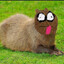 Capybara