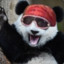 Macho Bear Panda Savage