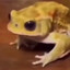 Your Local THC Toad