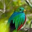 Quetzal