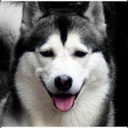 喝咖啡的哈士奇