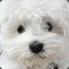 maltese are life