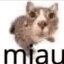 miau