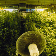 WeedHouse - steam id 76561199816877391