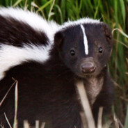 Skunk