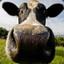 naptimecow