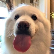 <Ga1m1>自闭孤儿狗头文